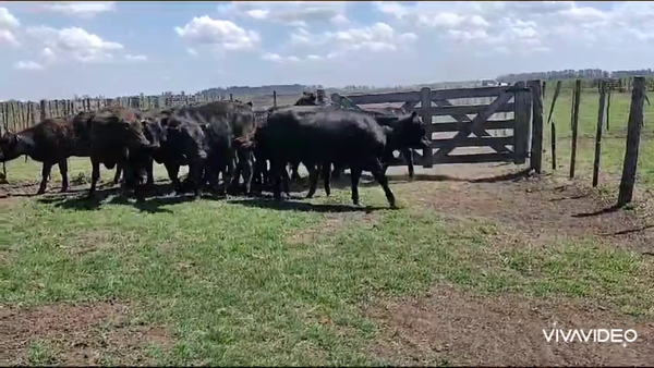 Lote 14 Vaquillonas en Gral. Belgrano, Buenos Aires