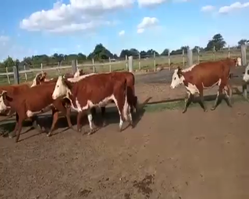 Lote 80 Vacas en Parada Pucheta, Corrientes
