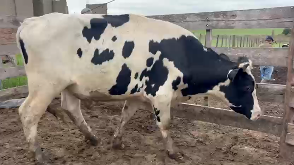 Lote Toros, San José