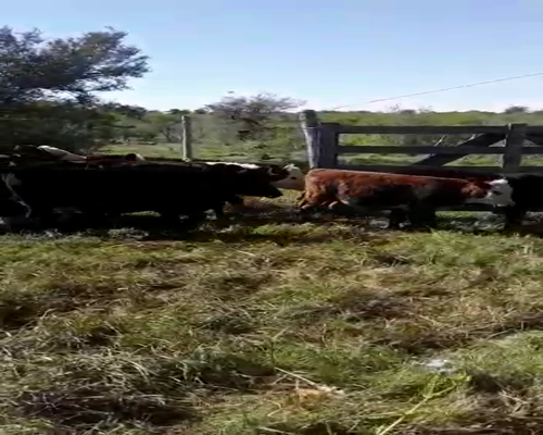 Lote 25 Terneros en Villaguay, Entre Ríos