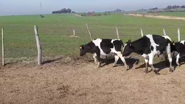 Lote (Vendido)3 Terneros HOLANDO 170kg -  en VIBORAS Y VACAS