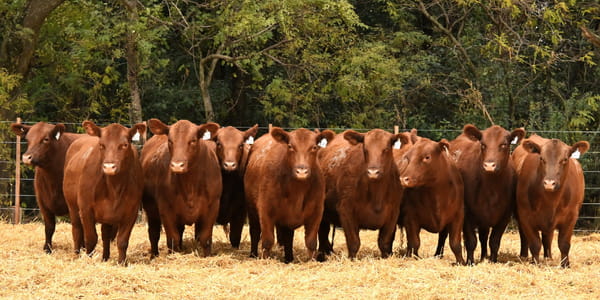 Lote VAQUILLONAS ANGUS PC PRIMAVERA