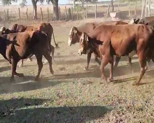 Lote 51 Toros de invernar en Saladas, Corrientes