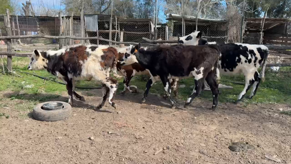 Lote TERNEROS Y TERNERAS