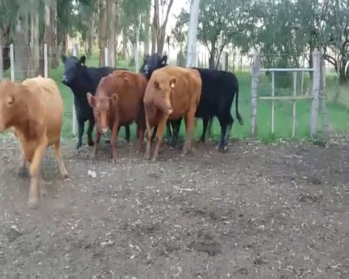 Lote (Vendido)6 Vacas de Invernada AA 435kg -  en OMBUES DE LAVALLE