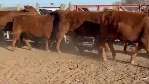 Lote 44 Vacas Nueva PÑ en Gral. Pinto - La Pampa