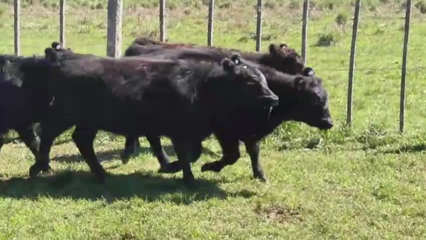 Lote 105 TERNS HEMBRAS, RAUCH, PCIA. DE BS. AS.