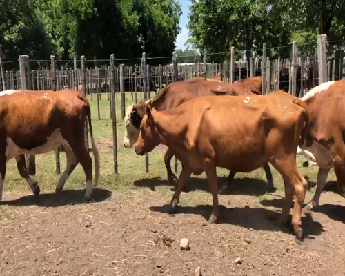 Lote 9 Vacas de Invernada en Cerro Largo, Cerro Largo