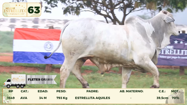 Lote LOTE 63