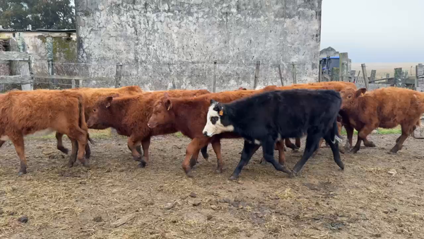 Lote TERNERAS