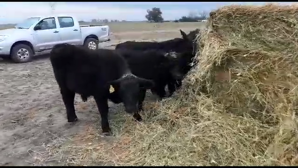 Lote 10 Terneros/as Angus y Brangus en Gdor. Crespo, Santa Fe