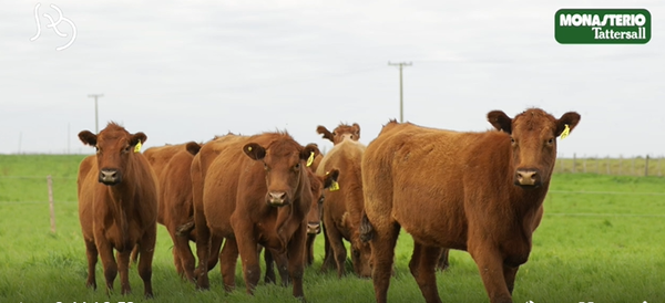 Lote VIENTRES PREÑADOS(CORRAL 32)