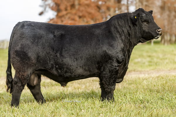 Lote Toro Puro de Pedigree Negro