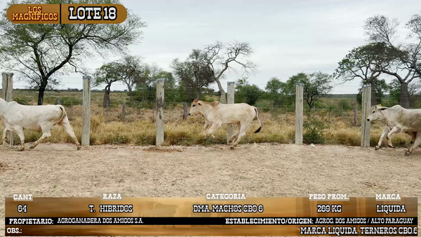 Lote LOTE 18