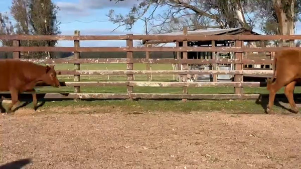 Lote 10 Vaquillonas , Durazno