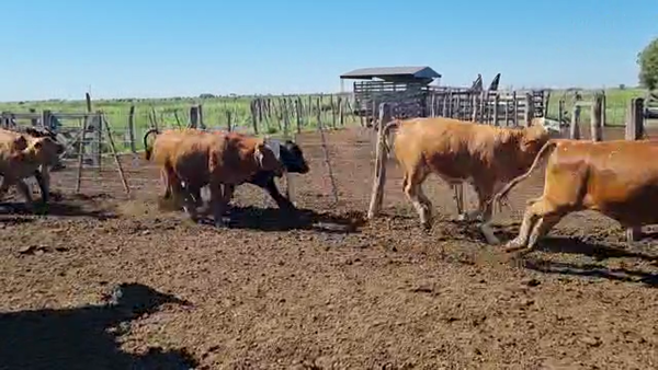 Lote 140 Novillos en Ceres, Santa Fe