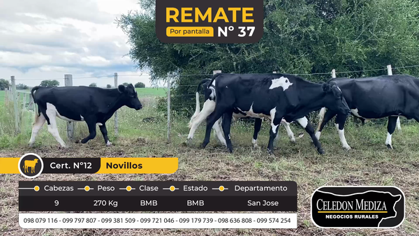 Lote 9 Novillos en San José