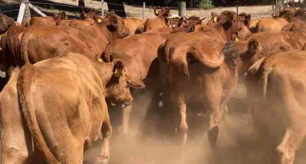 Lote 50 Novillo Engorda en Los Lagos, XIV Región Los Ríos