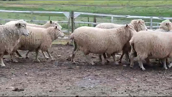 Lote (Vendido)13 Ovejas 60kg -  en BARKER