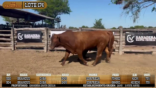 Lote LOTE 174
