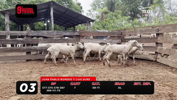 Lote LOTE 3- POR PANTALLA