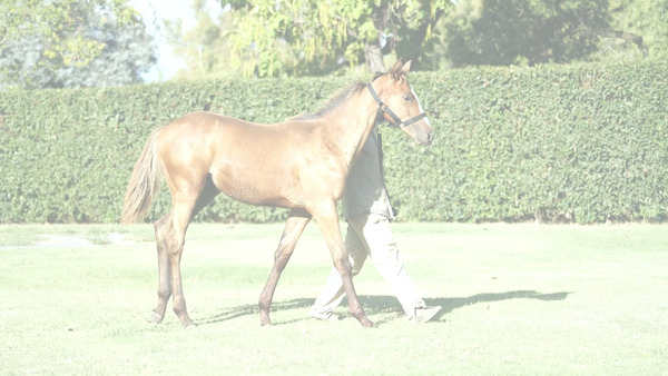Lote THE ROYAL BALLET (TREASURE BEACH -  ROYAL BALLERINA)