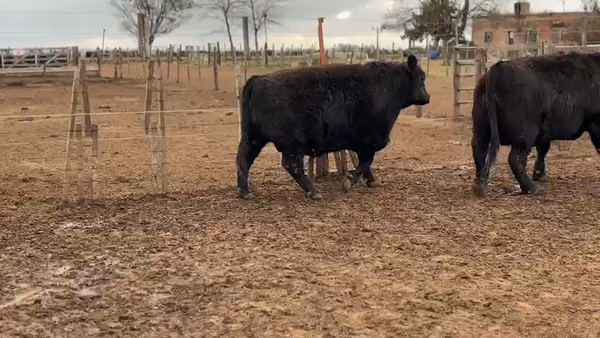 Lote 55 Novillitos en Los Condores, Córdoba