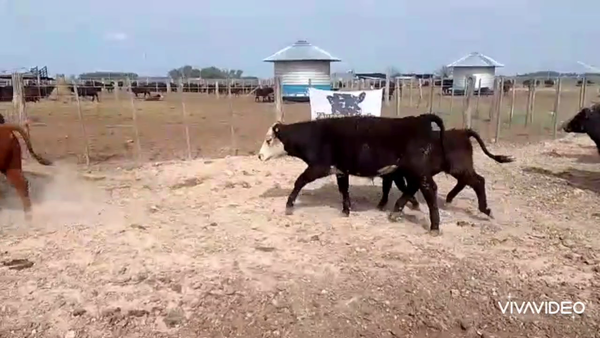 Lote 60 Terneros en Brandsen, Buenos Aires