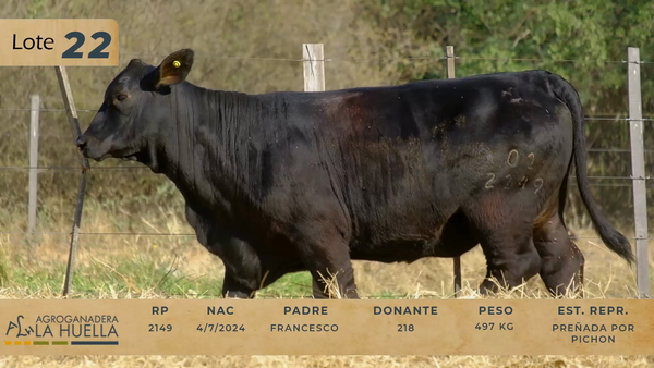 Lote LOTE 22