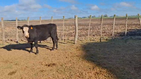 Lote Terneros angus y cruza hereford