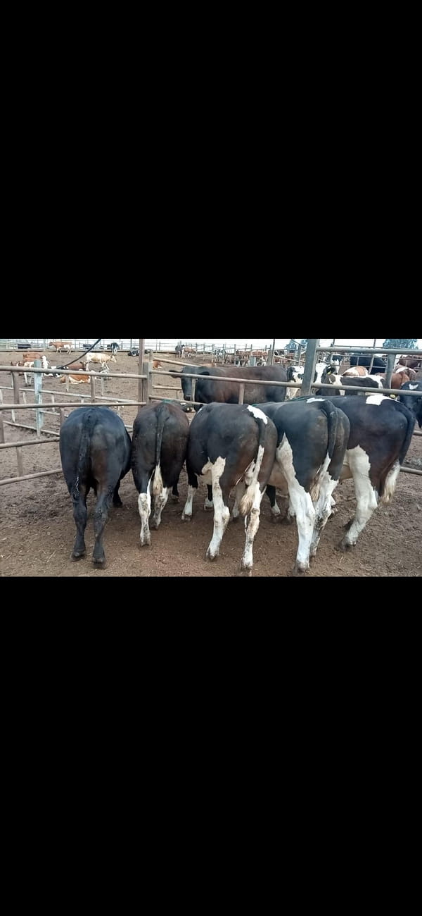 Lote 20 Novillo Engorda en Melipilla, Región Metropolitana