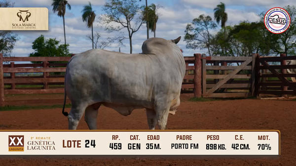 Lote Lote 24