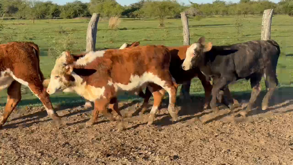 Lote 115 Terneros en Corrientes, Mercedes