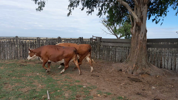 Lote 12 Vaca Consumo