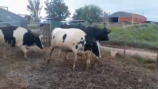 Lote 8 Vaquillonas preñadas Holando Argentino en Plaza Luxardo, Córdoba
