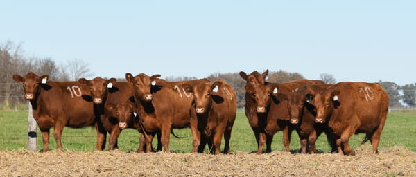 Lote VAQUILLONAS ANGUS PC PARICION PRIMAVERA