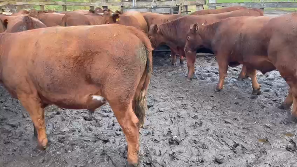 Lote 45 Novillo Engorda en Coyhaique, XI Región Aysén