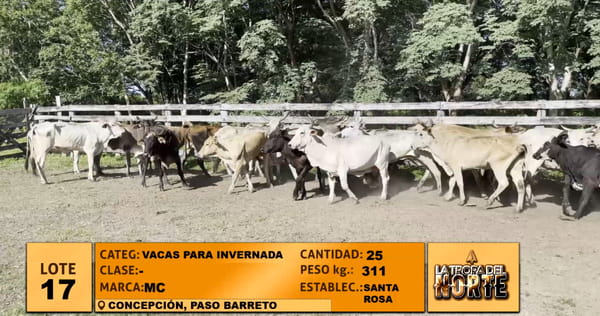 Lote Lote 17
