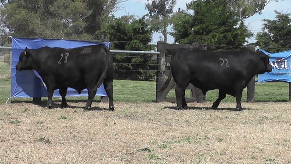 Lote TOROS ANGUS PURO CONTROLADO