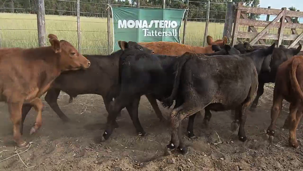 Lote 160 Terneros/as en Villarino