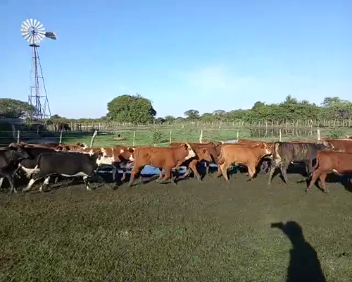 Lote 560 Terneros/as en San Roque, Corrientes