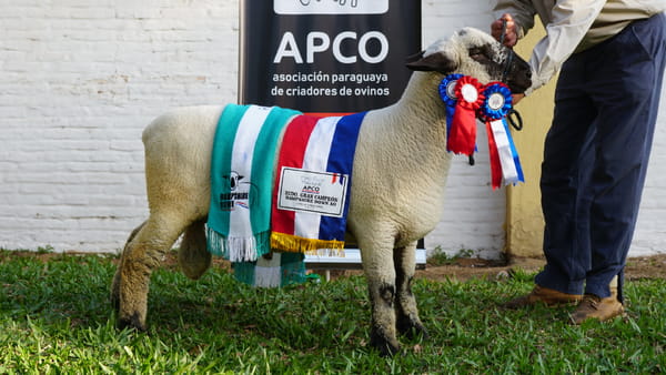 Lote Hampshire Down Expo Internacional 2022 - Lote 34