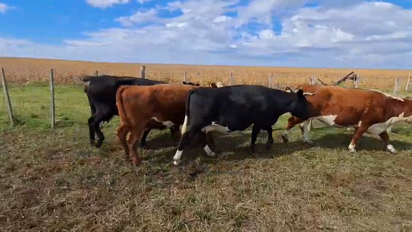 Lote VACAS GORDAS