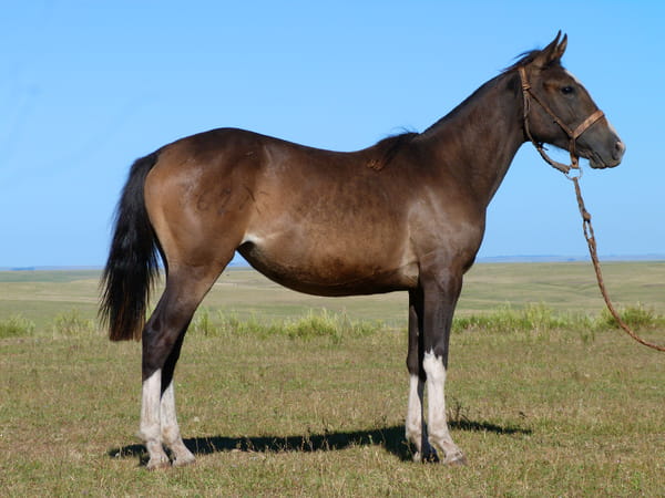 Lote Llamarada del Cerro Grande