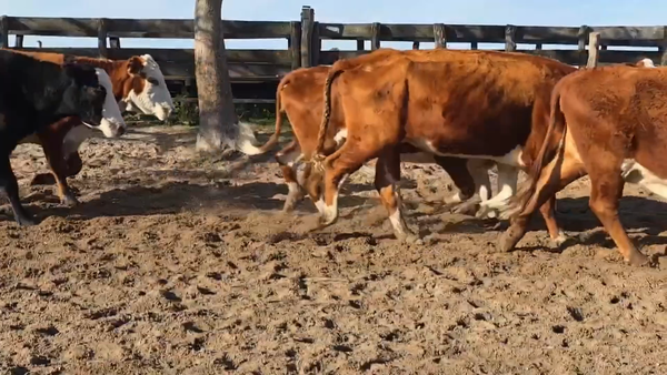 Lote 85 Vacas p/ invernar en Corrientes, Goya