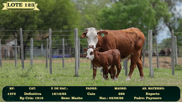 Lote LOTE 123