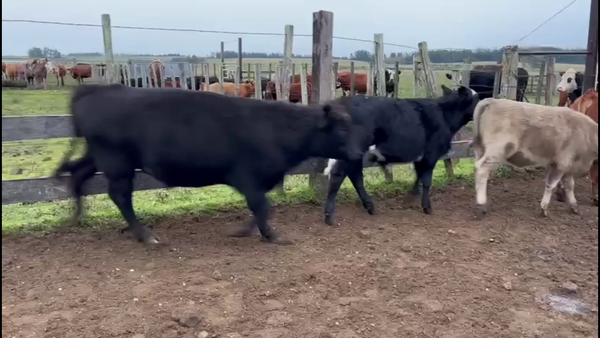 Lote TERNEROS Y TERNERAS