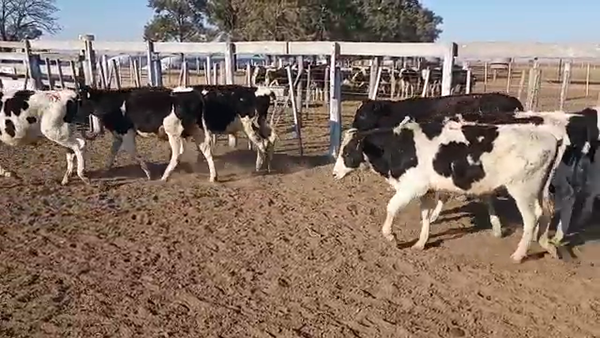 Lote 32 Novillitos Holando Argentino en Porteña, Córdoba
