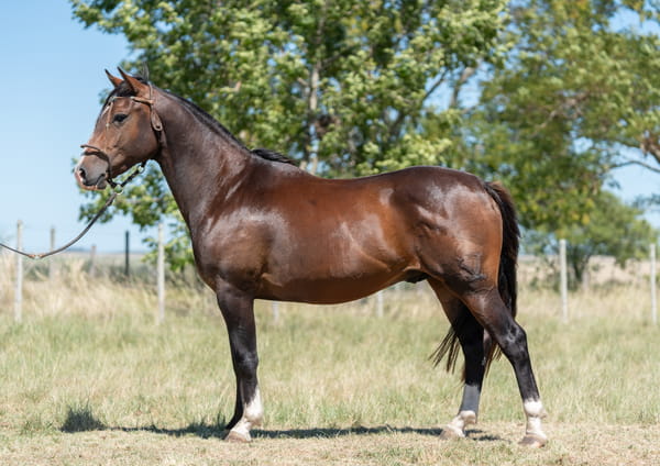 Lote Averías Capitán