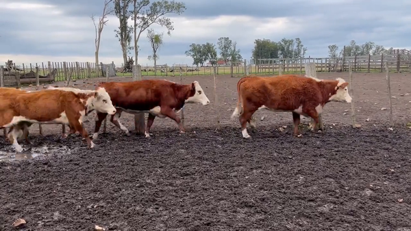 Lote Vacas Preñadas